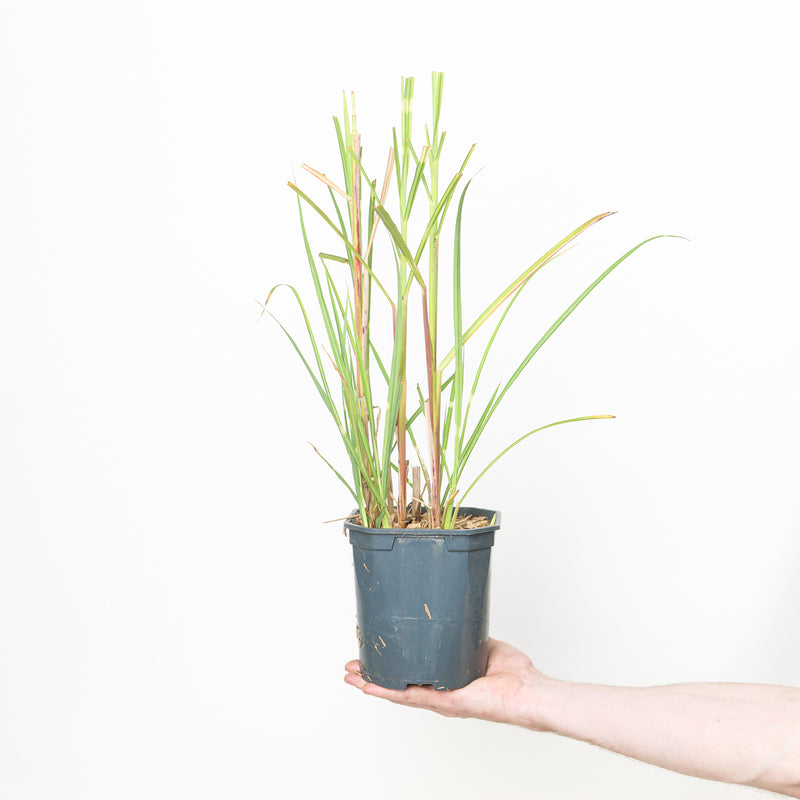 Miscanthus sinensis Strictus Plants - Outdoor GROW TROPICALS