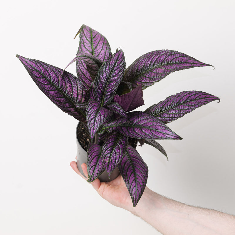 Strobilanthes auriculata var. dyeriana Plants - Outdoor GROW TROPICALS