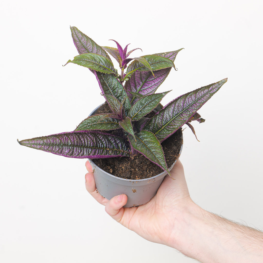 Strobilanthes auriculata var. dyeriana 13cm Plants GrowTropicals