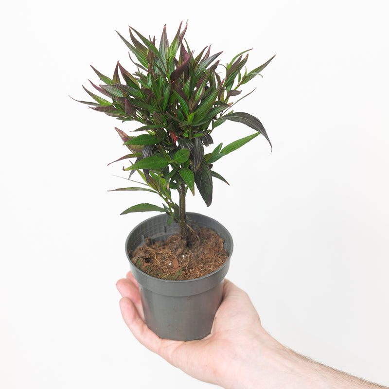 Strobilanthes 'Brunetthy' Plants - Outdoor GROW TROPICALS