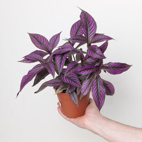 Strobilanthes auriculata var. dyeriana