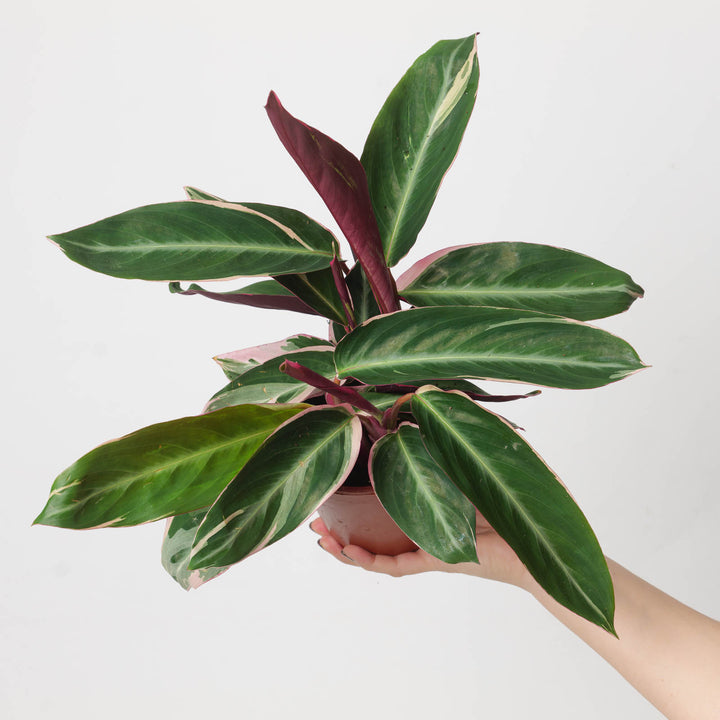 Stromanthe sanguinea 'Triostar' - GROW TROPICALS