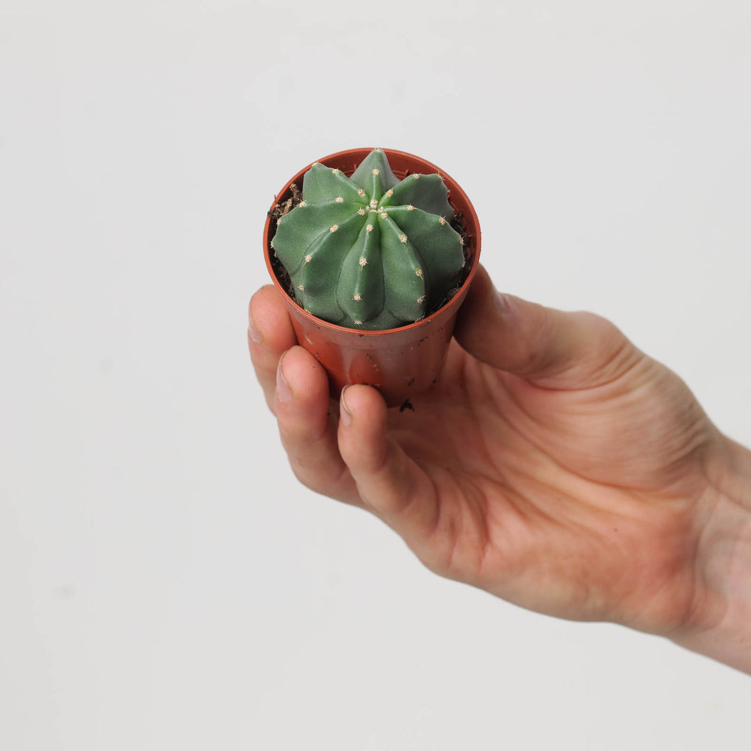 Echinocereus subinermis - GROW TROPICALS