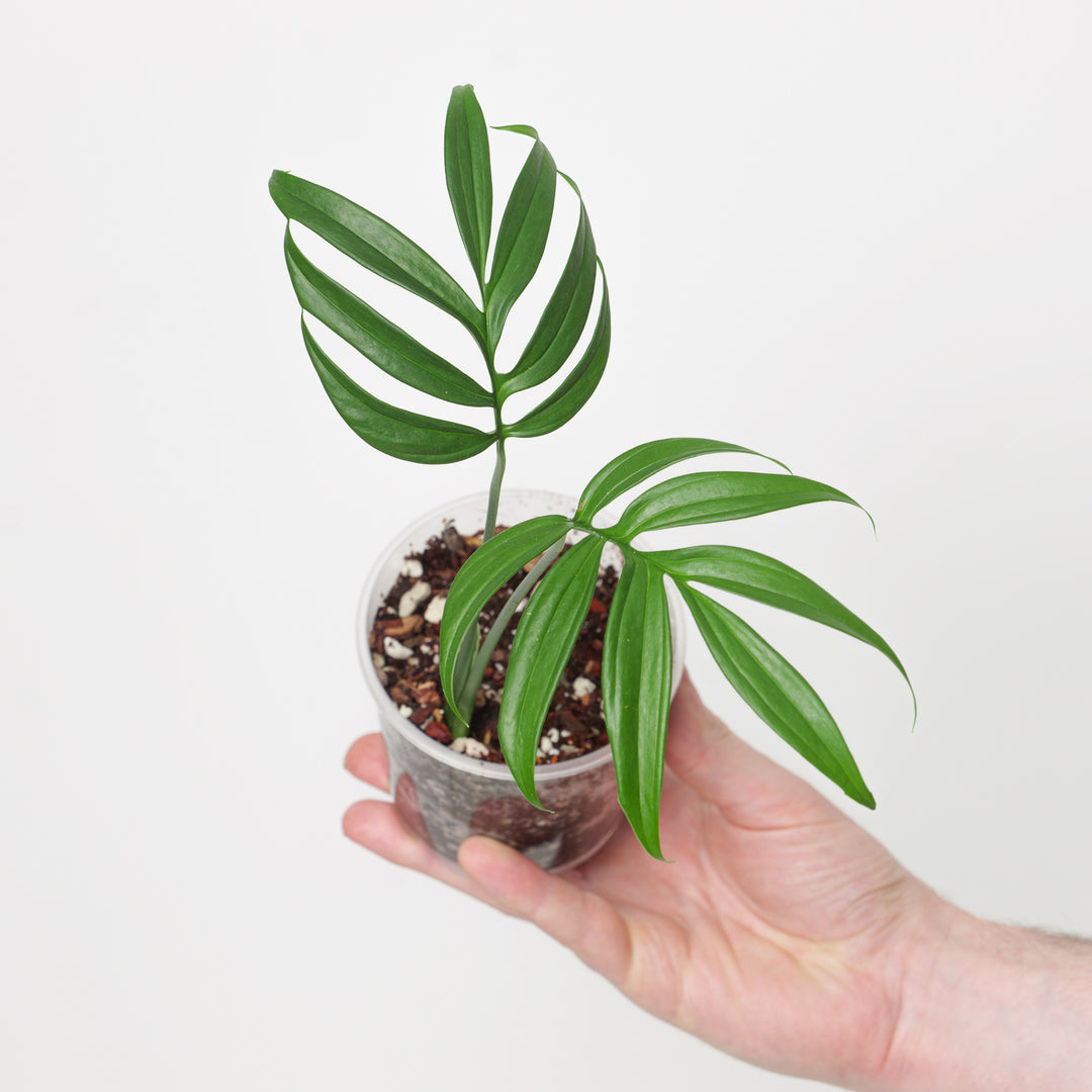 philodendron subpinnata Monstera subpinnata