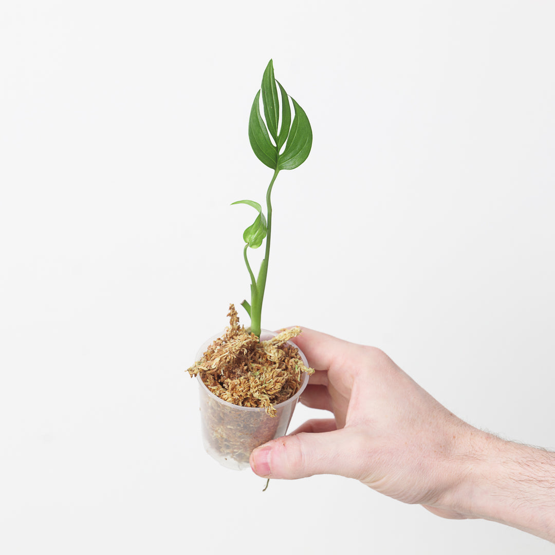 philodendron subpinnata Monstera subpinnata