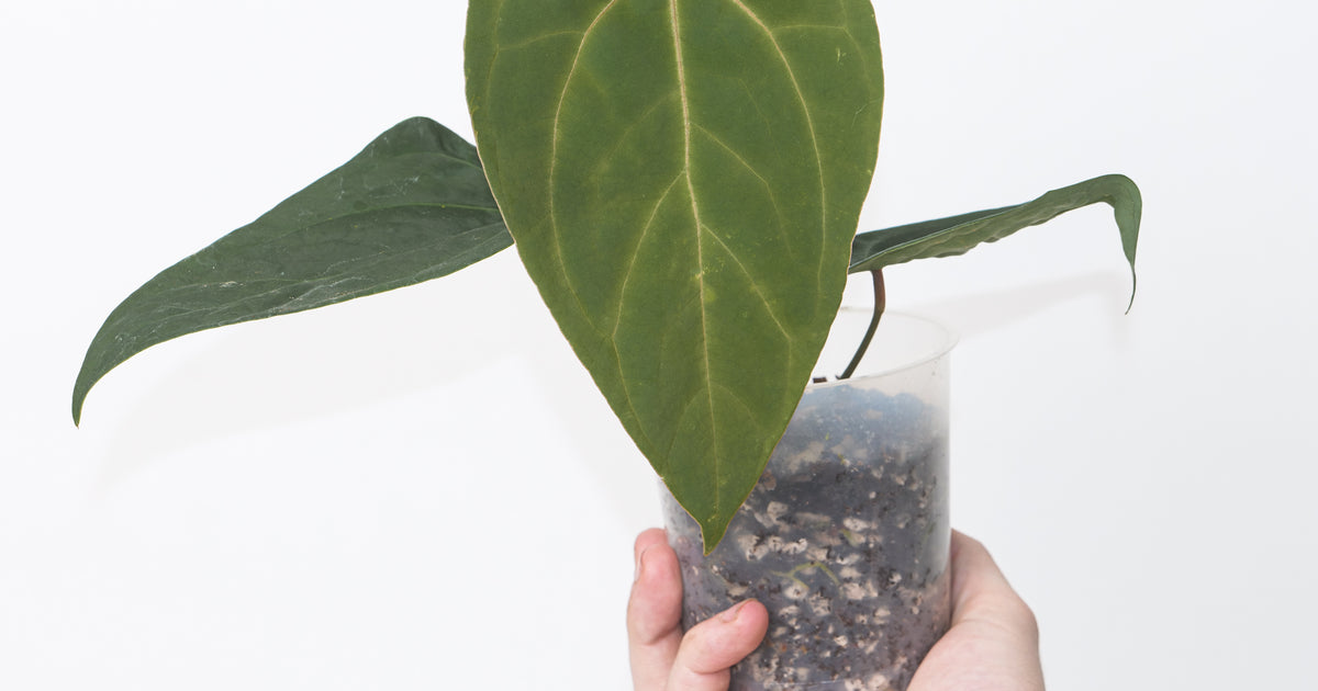 Anthurium subsignatum × 'Ace of Spades' | Plants