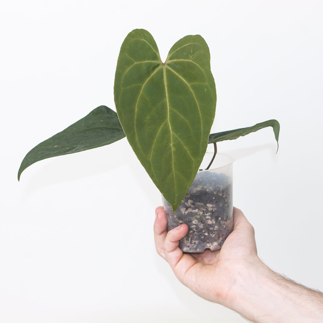 Anthurium subsignatum × ‘Ace of Spades’ 9cm / #33 Plants GrowTropicals