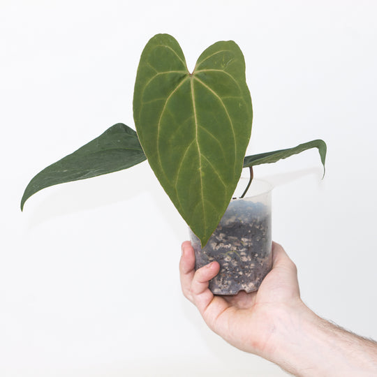 Anthurium subsignatum × ‘Ace of Spades’ 9cm / #33 Plants GrowTropicals