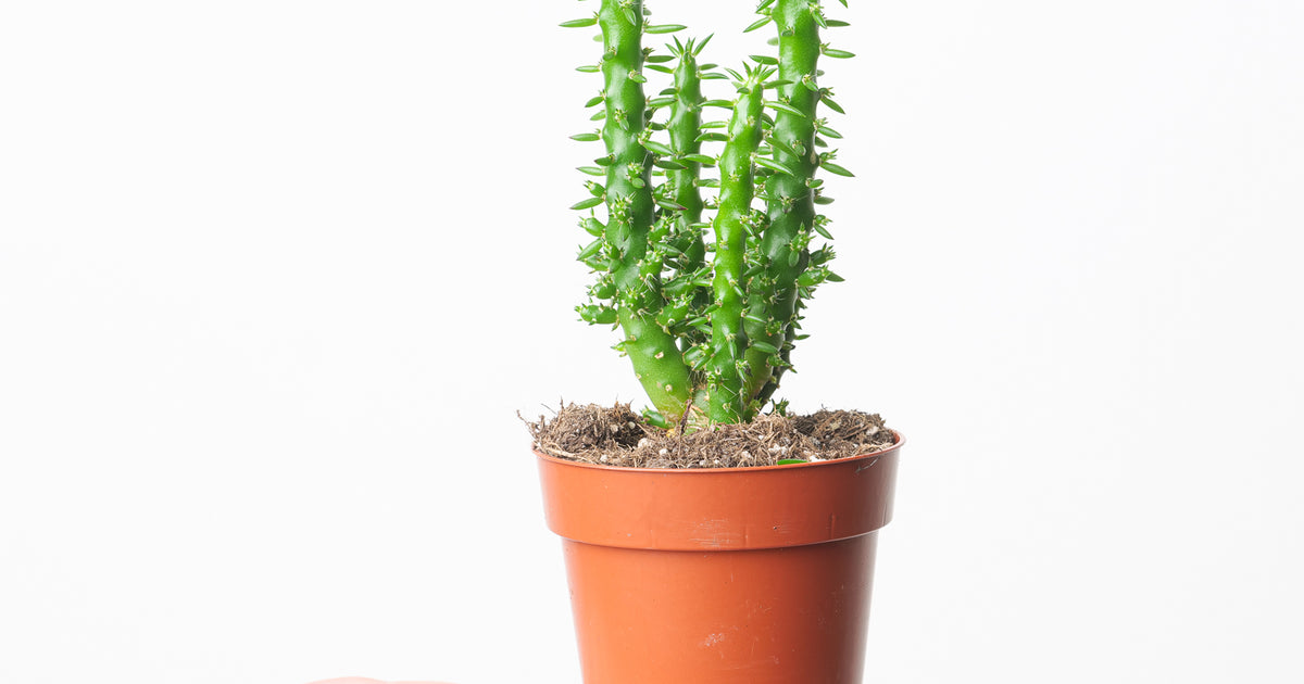 Opuntia subulata | Plants