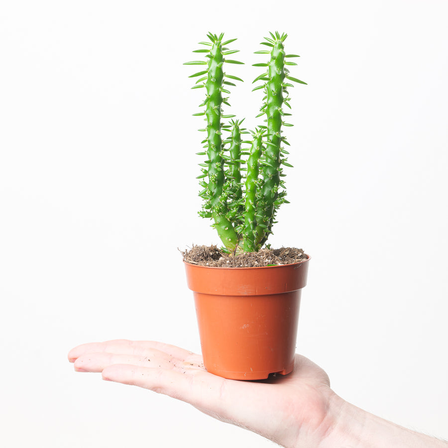 Opuntia subulata - GROW TROPICALS