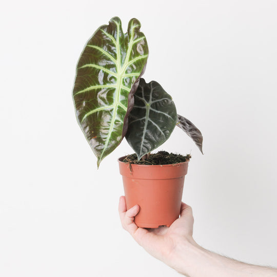 Alocasia suhirmaniana Red Petiole 12cm Plants GrowTropicals