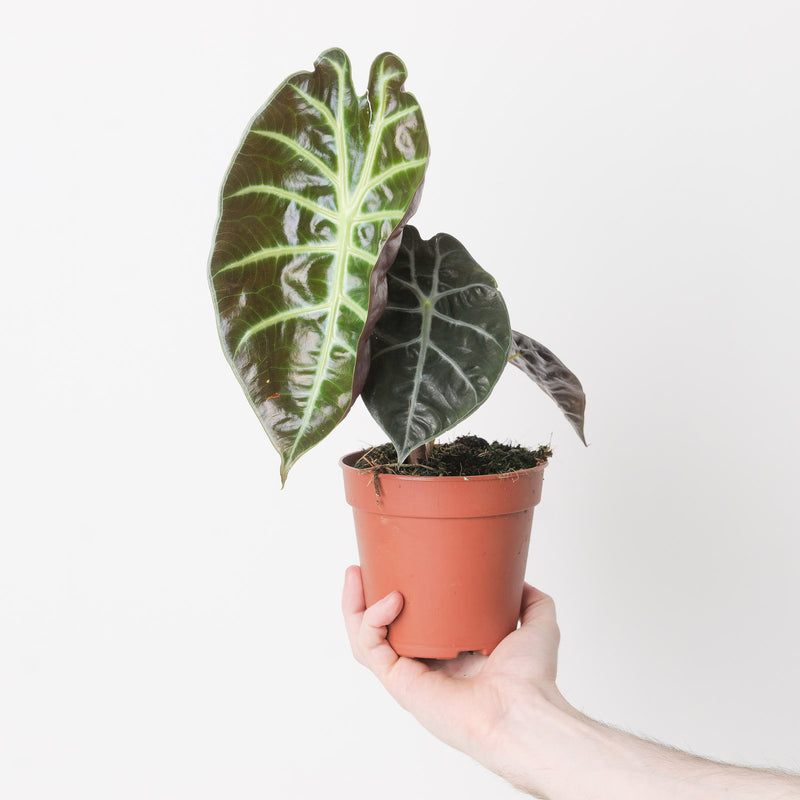 Alocasia suhirmaniana Red Petiole 12cm Plants GrowTropicals
