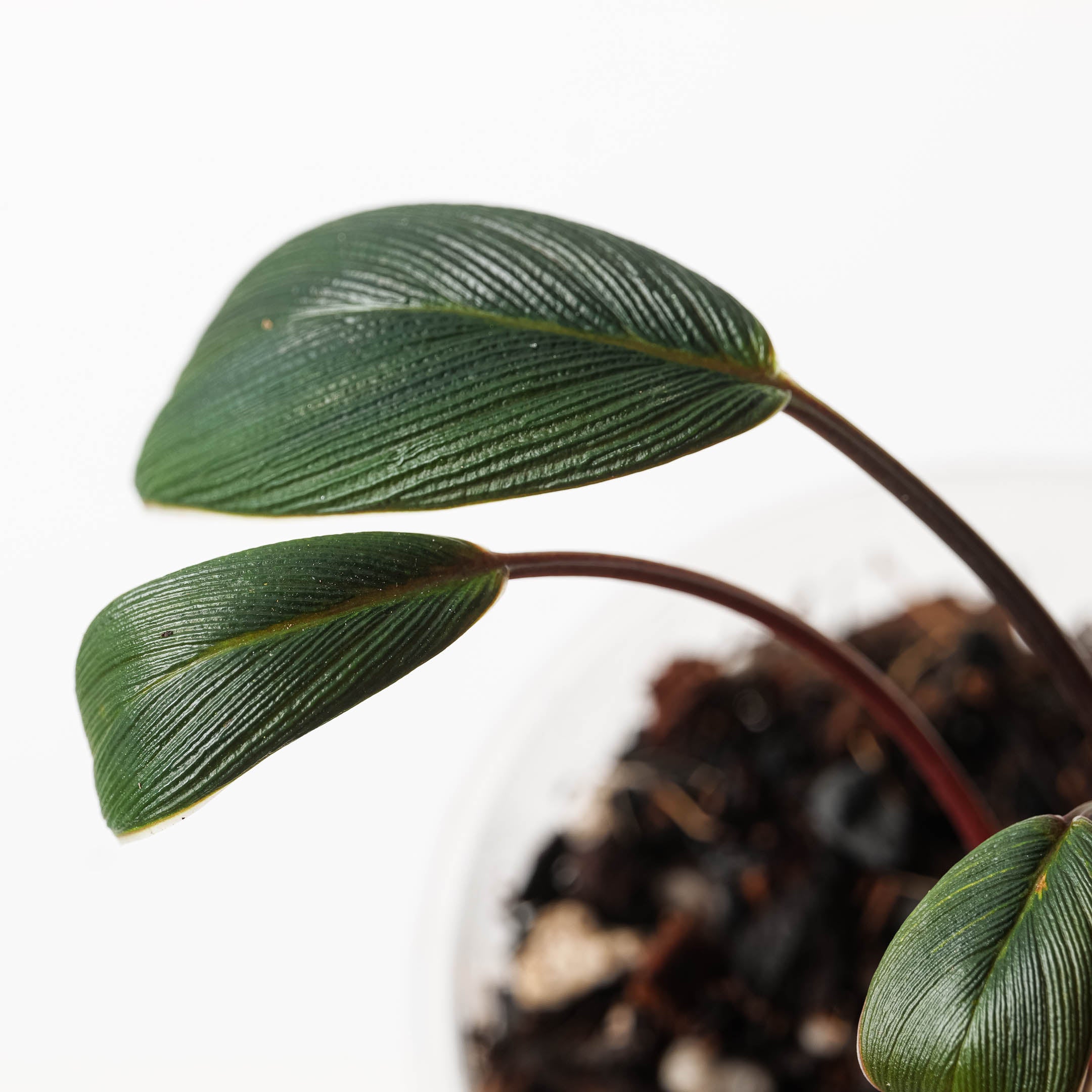 Homalomena sp. Tapanuli Selatan, Sumatera 'Black/Red' | Plants