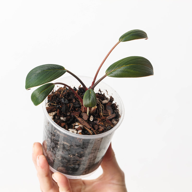 Homalomena sp. Tapanuli Selatan, Sumatera 'Black/Red' 9cm Plants GrowTropicals