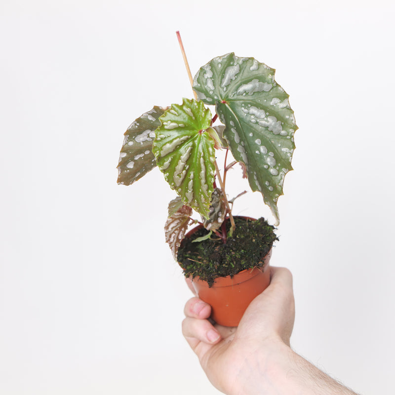 Begonia sp. Sumatra Plants GrowTropicals