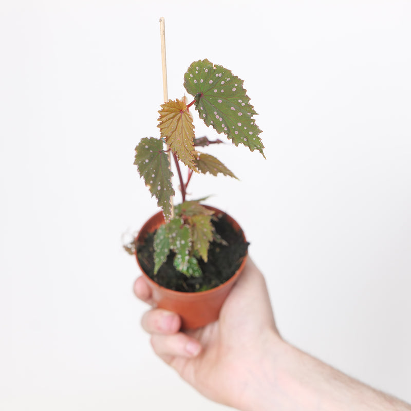 Begonia sp. Sumatra Speckled Plants GrowTropicals