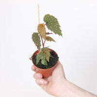 Begonia sp. Sumatra Speckled