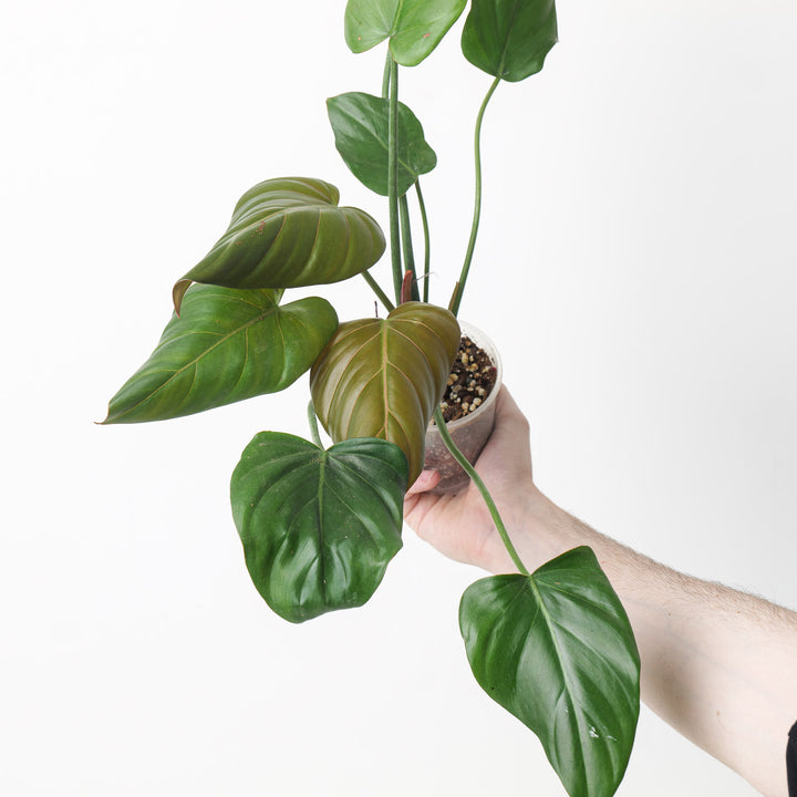 Philodendron 'Summer Glory' 9cm Plants GrowTropicals