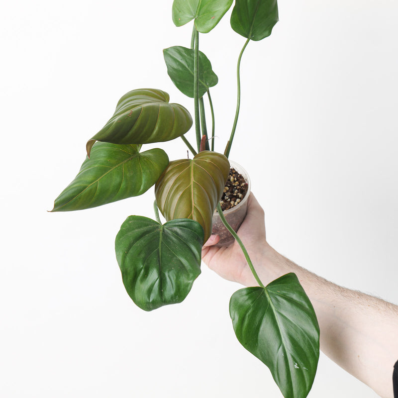 Philodendron 'Summer Glory' — 9cm