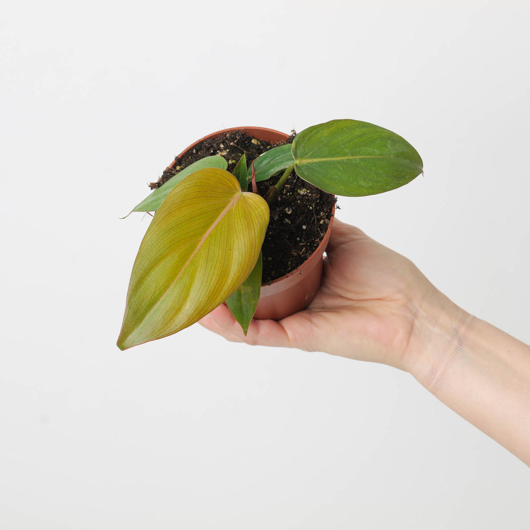 keep philodendron alive all summer Philodendron 'Summer Glory'