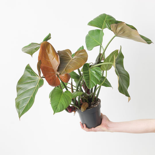 Philodendron 'Summer Glory' 14cm Plants GrowTropicals
