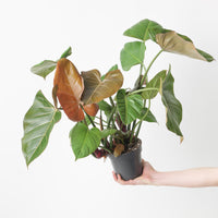 Philodendron 'Summer Glory'