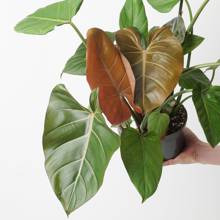 Philodendron 'Summer Glory' - GROW TROPICALS