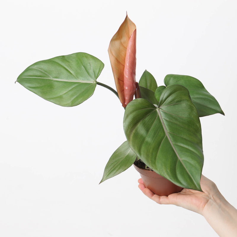 Philodendron 'Summer Glory' 12cm Plants GrowTropicals