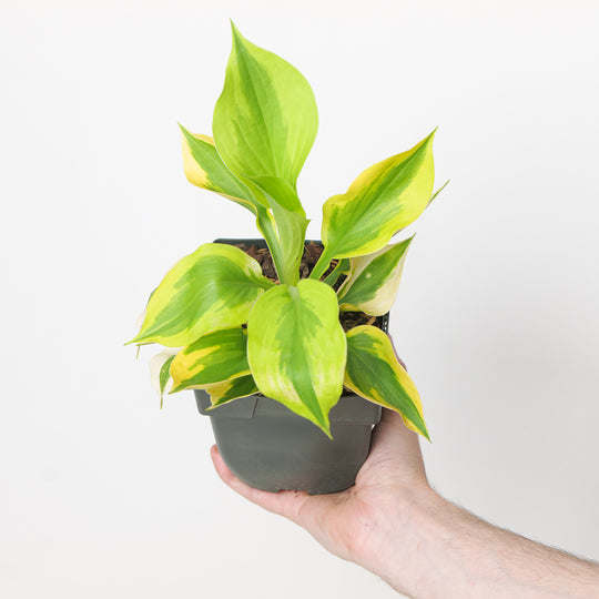 Hosta 'Summer Lovin'