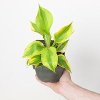 Hosta 'Summer Lovin'