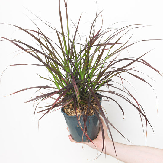 Pennisetum 'Summer Samba' Plants - Outdoor GROW TROPICALS