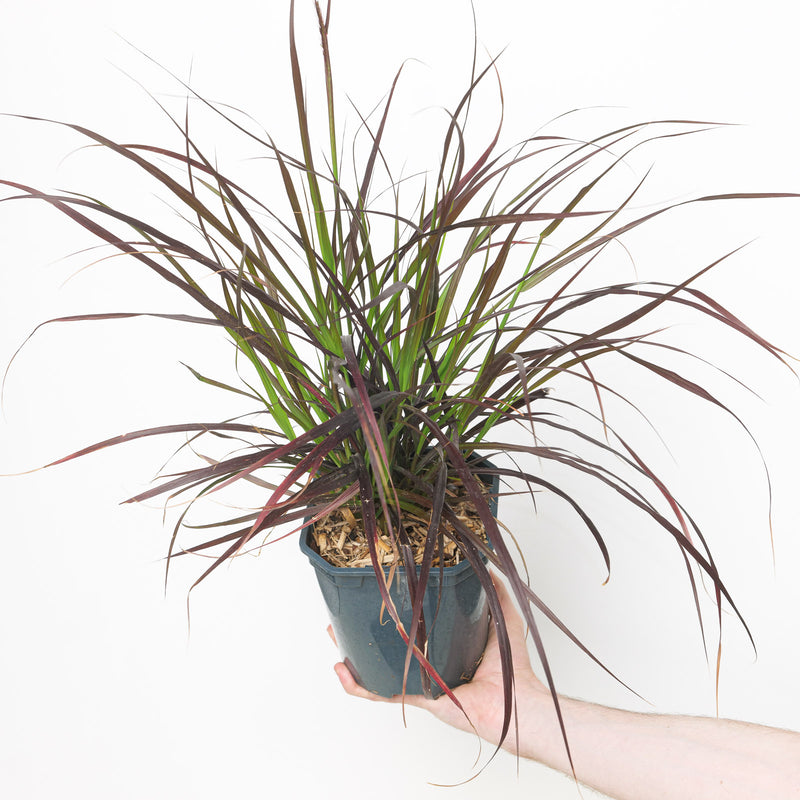 Pennisetum 'Summer Samba' Plants - Outdoor GROW TROPICALS