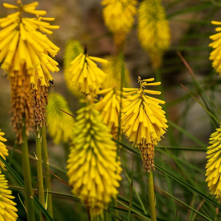Kniphofia 'Sunningdale Yellow'