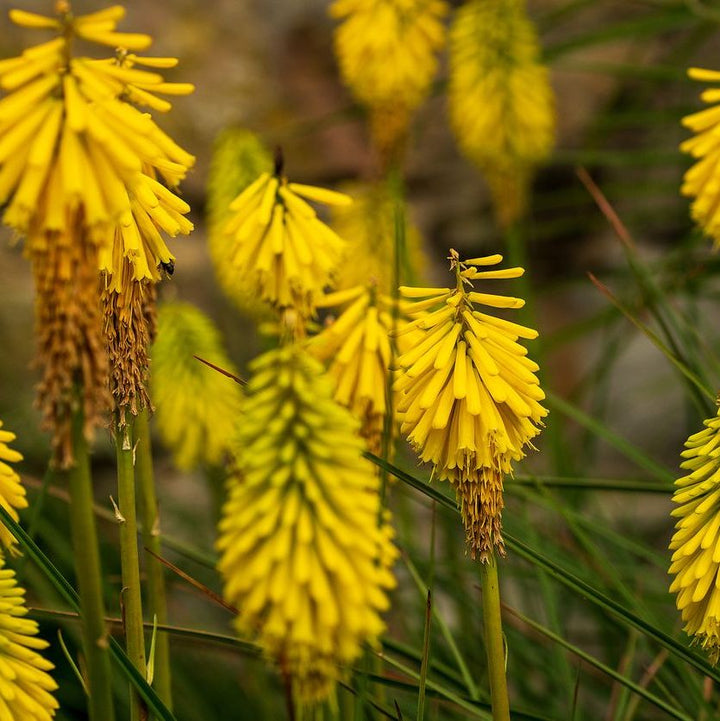 Kniphofia 'Sunningdale Yellow'