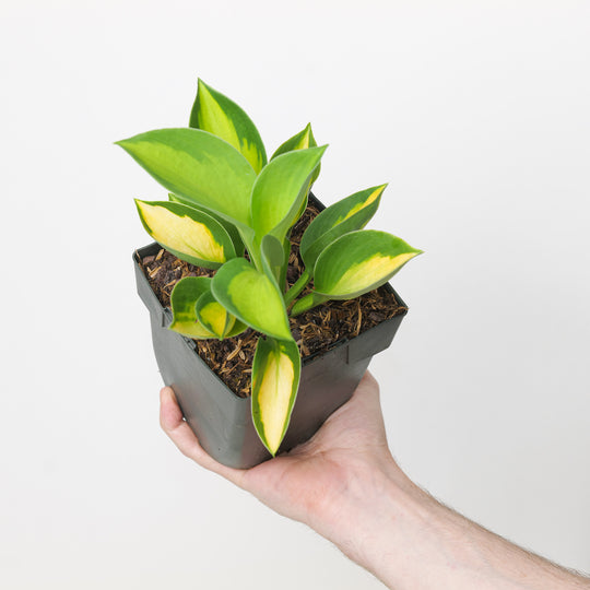Hosta 'Sunset Grooves'