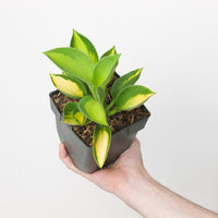Hosta 'Sunset Grooves'