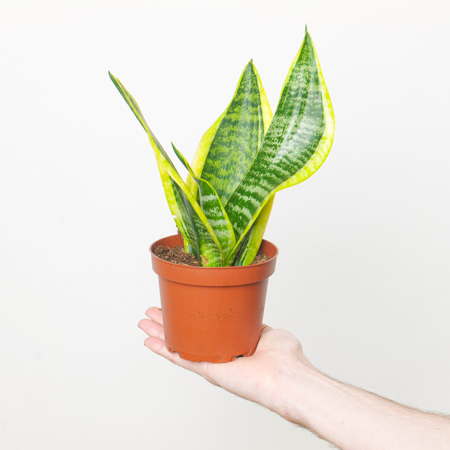 Sansevieria 'Futura Superba' Plants GrowTropicals
