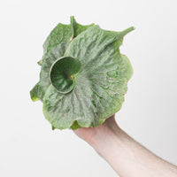 Platycerium superbum