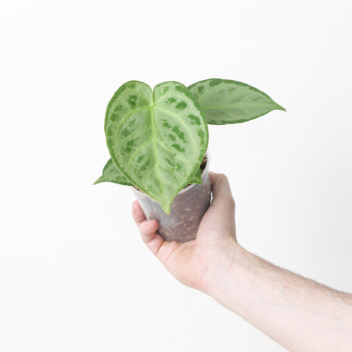 Anthurium 'Silver Blush' Pure Silver Select 9cm 3 Plants GrowTropicals