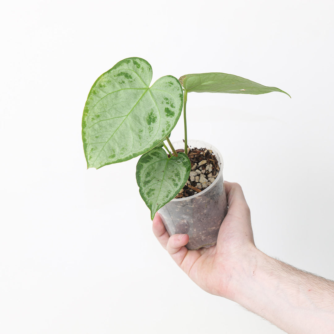 Anthurium 'Silver Blush' Pure Silver Select Plants GrowTropicals