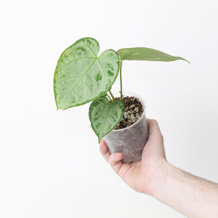 Anthurium 'Silver Blush' Pure Silver Select Plants GrowTropicals