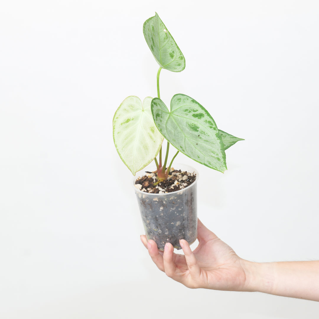 Anthurium 'Silver Blush' Pure Silver Select 9cm 71 Plants GrowTropicals