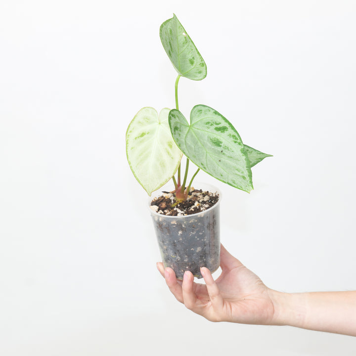 Anthurium 'Silver Blush' Pure Silver Select 9cm 71 Plants GrowTropicals