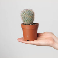 Mammillaria supertexta