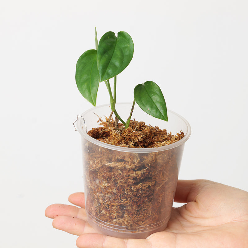 Monstera obliqua 'Suriname' 9cm Plants GrowTropicals