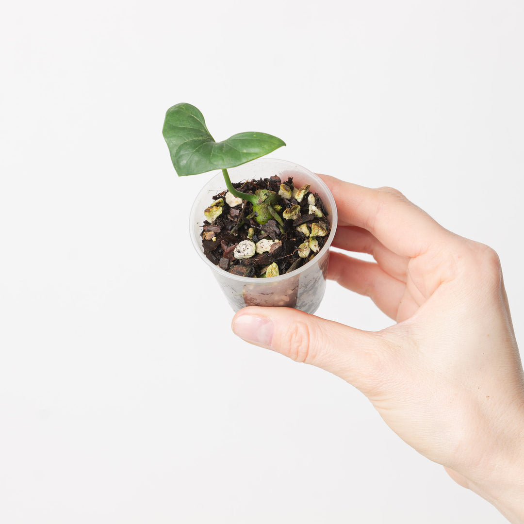 nephthytis plant indoor care Nephthytis swainei | Plants