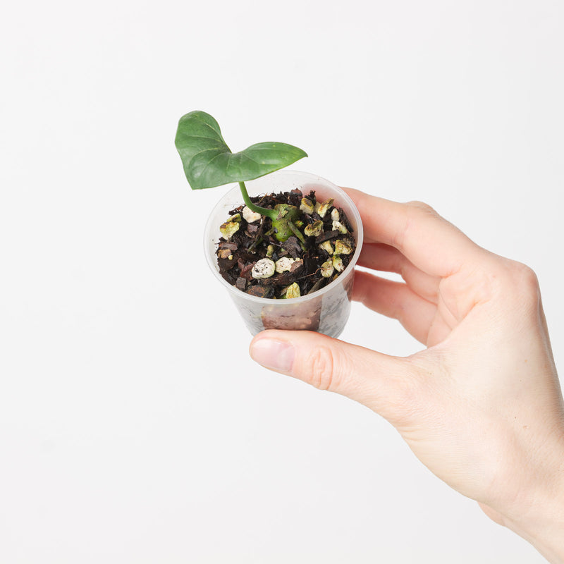Nephthytis swainei Plants GrowTropicals