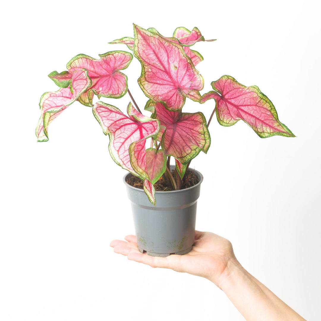 Caladium Sweetheart Plants GrowTropicals