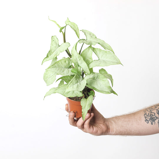 Syngonium 'Ngern Lai Ma' Plants GrowTropicals