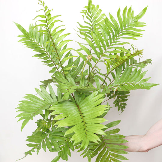 Blechnum tabulare Plants - Outdoor GROW TROPICALS
